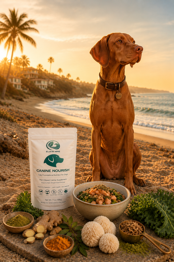 Why More Dog Owners Are Replacing Kibble With Real Functional Nutrition